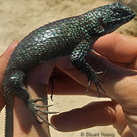 Granite Spiny Lizard