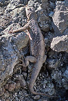 Slevin's Chuckwalla