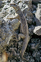 Slevin's Chuckwalla