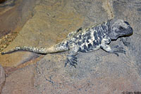 isla santa cruz spiny lizard