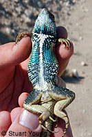 Granite Spiny Lizard