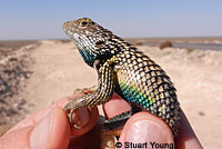 Granite Spiny Lizard