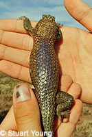 Granite Spiny Lizard