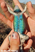 Granite Spiny Lizard