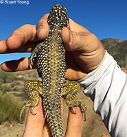 Granite Spiny Lizard