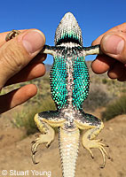 Granite Spiny Lizard