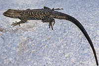 Baja California Brush Lizard