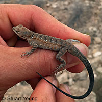 Black-tailed Brush Lizard