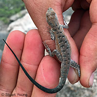 Black-tailed Brush Lizard