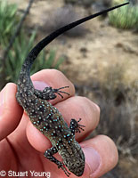 Black-tailed Brush Lizard