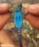 Black-tailed Brush Lizard