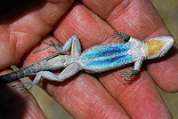 Black-tailed Brush Lizard
