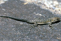 Black-tailed Brush Lizard