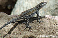 Black-tailed Brush Lizard