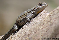 Black-tailed Brush Lizard