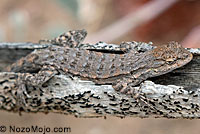 Black-tailed Brush Lizard