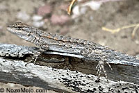 Black-tailed Brush Lizard