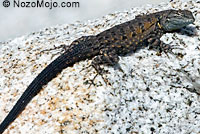 Black-tailed Brush Lizard