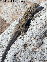 Black-tailed Brush Lizard
