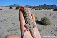 Viscaino Zebra-tailed Lizard