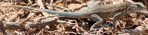 Side-blotched Lizard