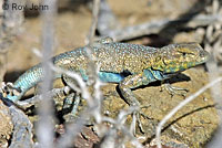 Side-blotched Lizard