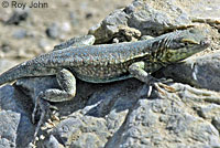 Side-blotched Lizard