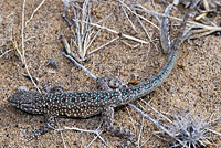 Side-blotched Lizard