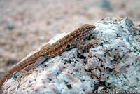 Side-blotched Lizard