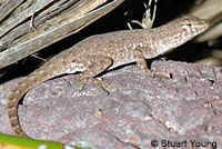 Side-blotched Lizard