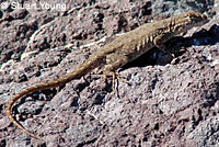 Side-blotched Lizard