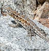 Side-blotched Lizard