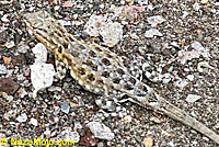 Side-blotched Lizard