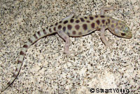 Side-blotched Lizard