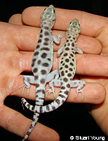 Side-blotched Lizard