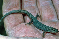 Wiggins' Night Lizard