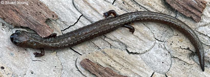 Isla Carmen Whiptail