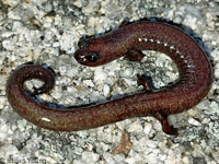 Isla Carmen Whiptail