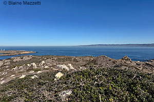 Central Baja California Banded Rock Lizard habitat