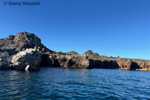 Central Baja California Banded Rock Lizard habitat