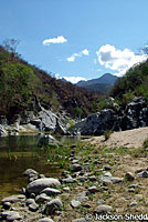 Cape Spiny Lizard habitat