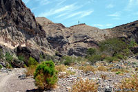 Central Baja California Banded Rock Lizard habitat