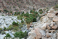 cape gophersnake habitat