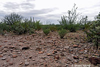 Carmen Island Zebra-tailed Lizard habitat