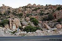 Carmen Island Zebra-tailed Lizard habitat