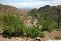 Carmen Island Zebra-tailed Lizard habitat