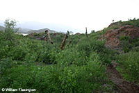 Red-spotted Toad habitat