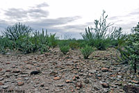 cape gophersnake habitat