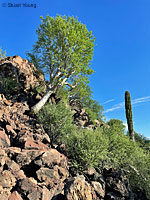 Carmen Island Zebra-tailed Lizard habitat