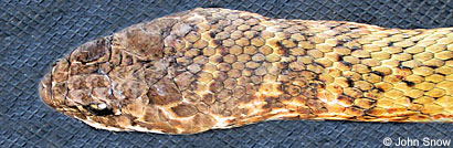 Baja California Rattlesnake